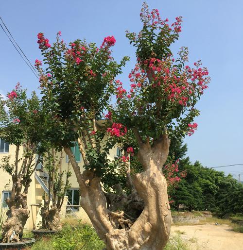 百日红修剪技巧及最佳时间是什么时候？