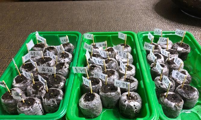 矮牛土的配制方法有哪些？