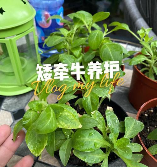 矮牛土的配制方法有哪些？