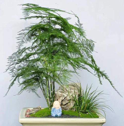 文竹播种的正确步骤是什么？播种后如何进行管理？