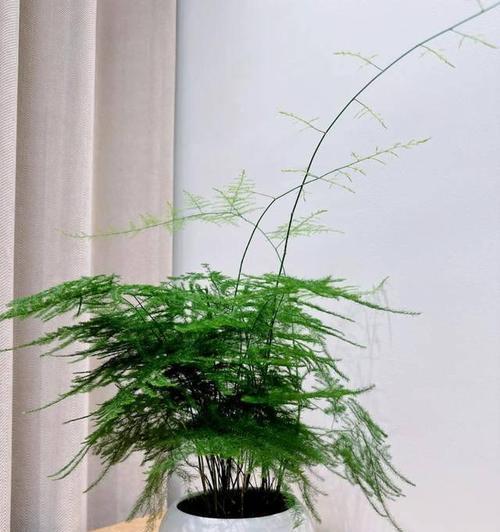 文竹播种的正确步骤是什么？播种后如何进行管理？