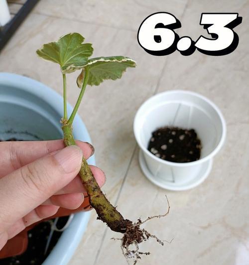 天竺葵扦插繁殖的技巧有哪些？