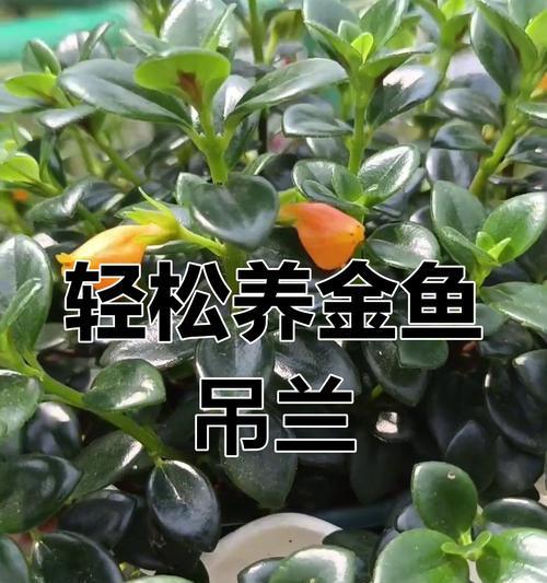 金鱼吊兰什么时候开花？金鱼吊兰的养殖技巧和开花条件是什么？