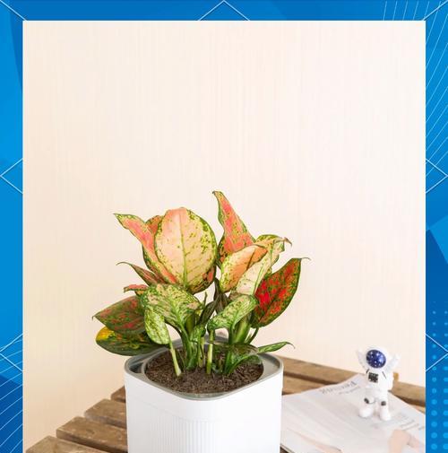 适合盆栽种植的植物有哪些？