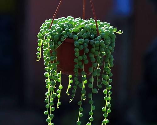 适合盆栽种植的植物有哪些？