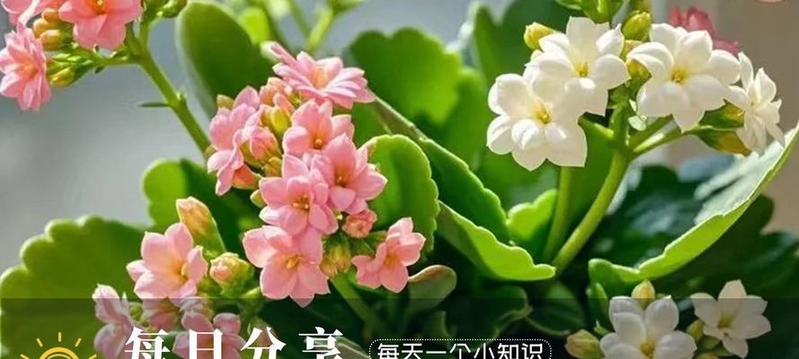 如何有效杀死植物上的蚧壳虫？