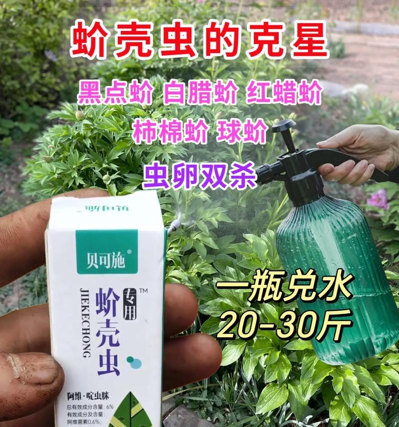 如何有效杀死植物上的蚧壳虫？
