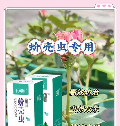 如何有效杀死植物上的蚧壳虫？