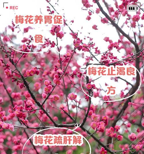 梅花有多少个品种？梅花的养护和繁殖技巧是什么？
