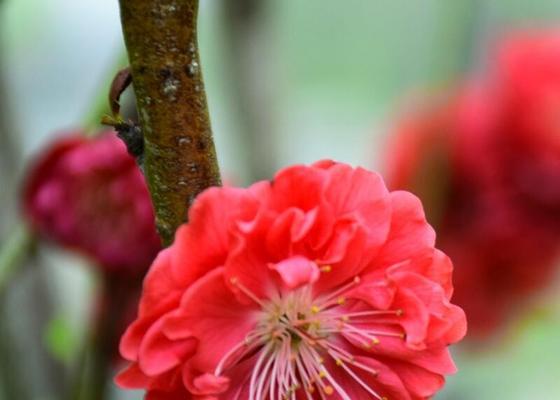梅花有多少个品种？梅花的养护和繁殖技巧是什么？