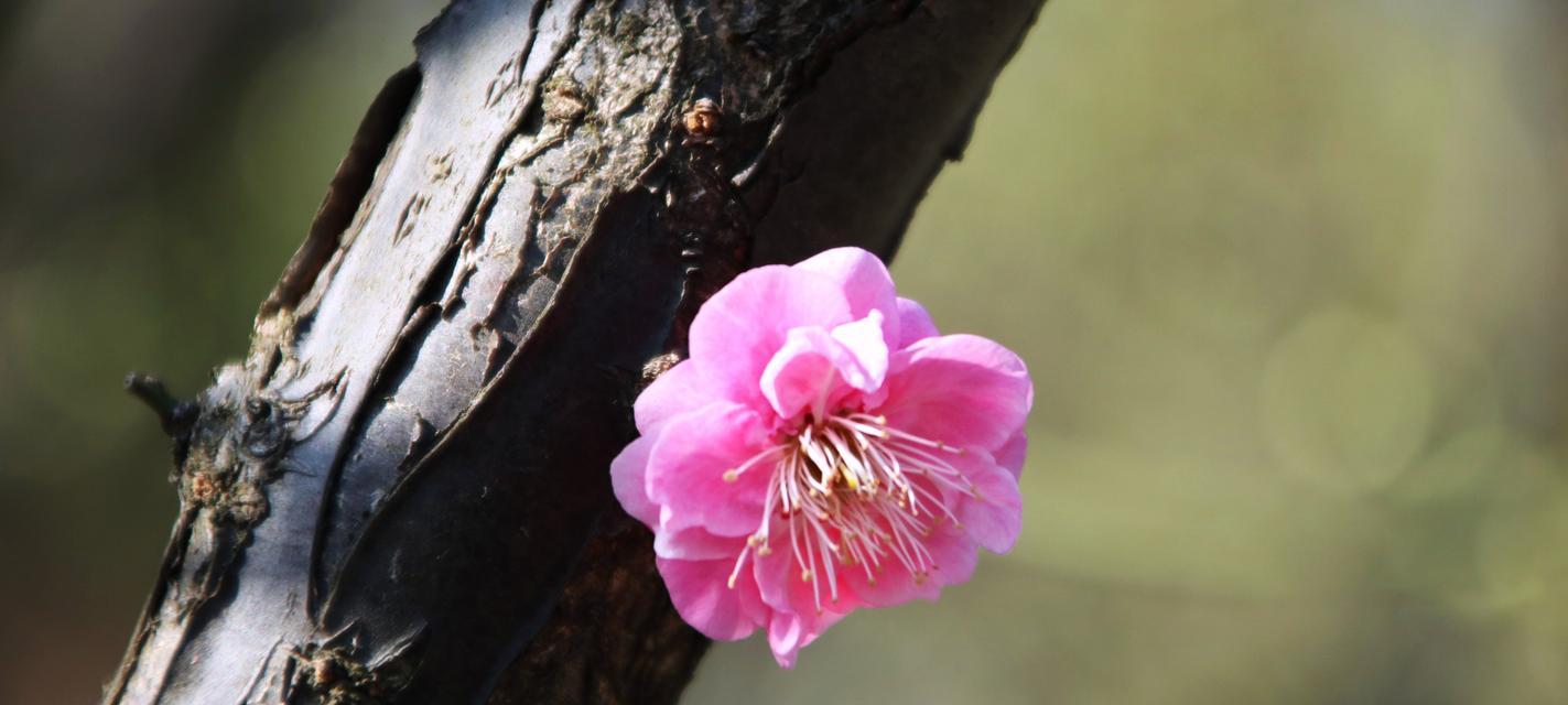 梅花有多少个品种？梅花的养护和繁殖技巧是什么？