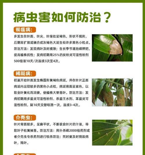 平安树叶子枯萎了怎么办？原因及解决方法！