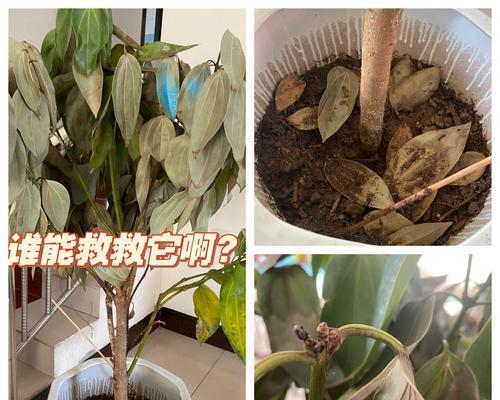平安树叶子枯萎了怎么办？原因及解决方法！