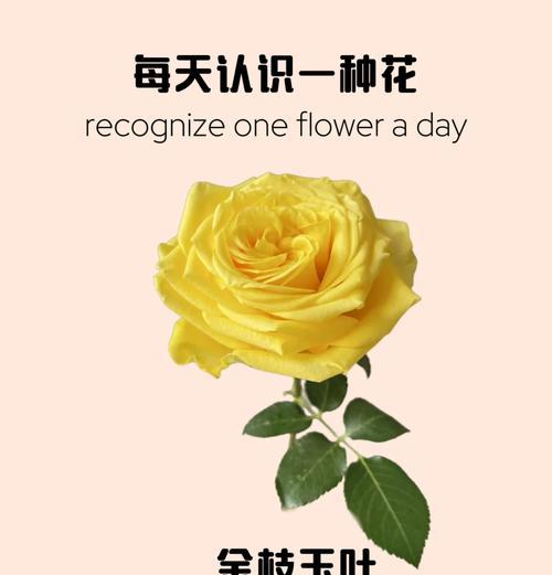 如何制作花卉标签？有哪些技巧？