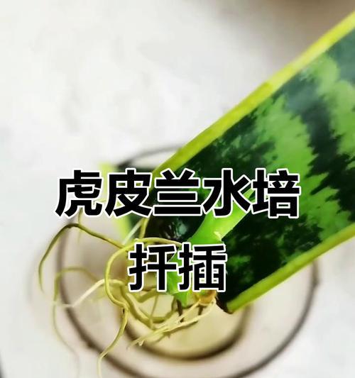 虎皮兰扦插的最佳时机是什么时候？如何进行？