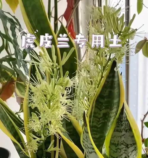 虎皮兰扦插的最佳时机是什么时候？如何进行？