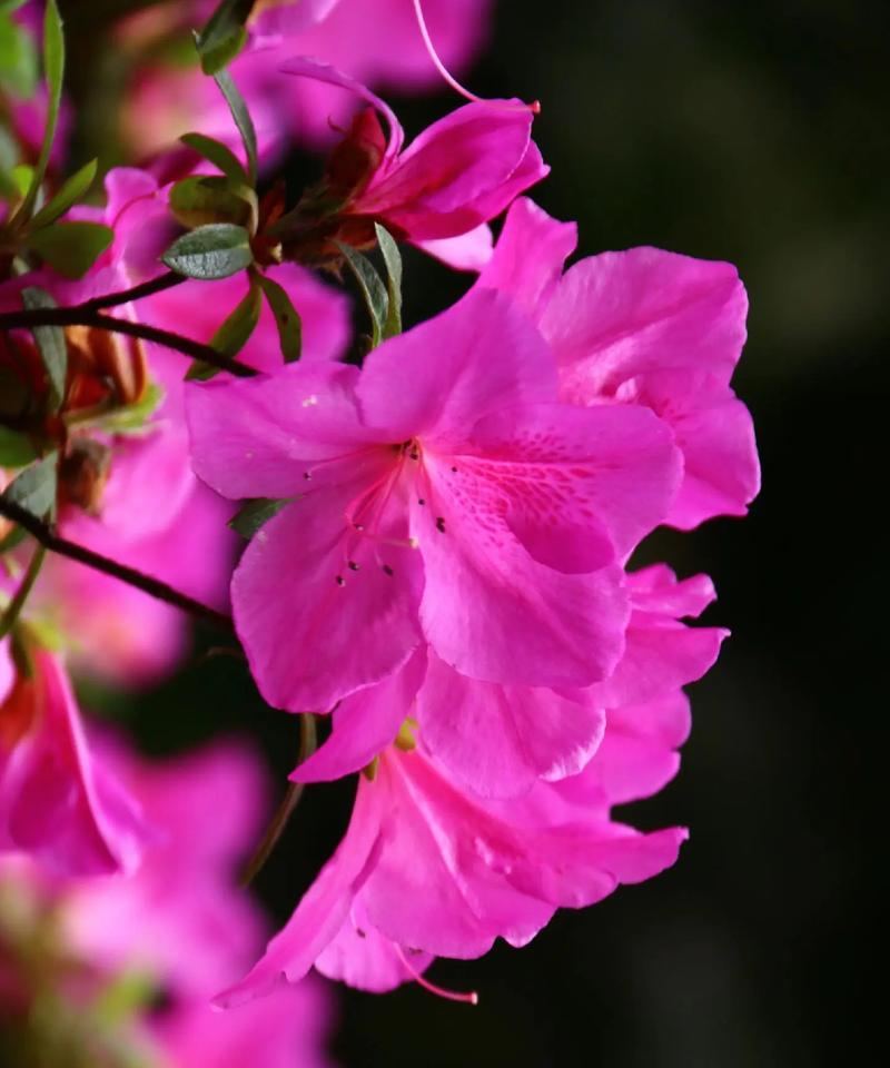 杜鹃花的花语有哪些含义？