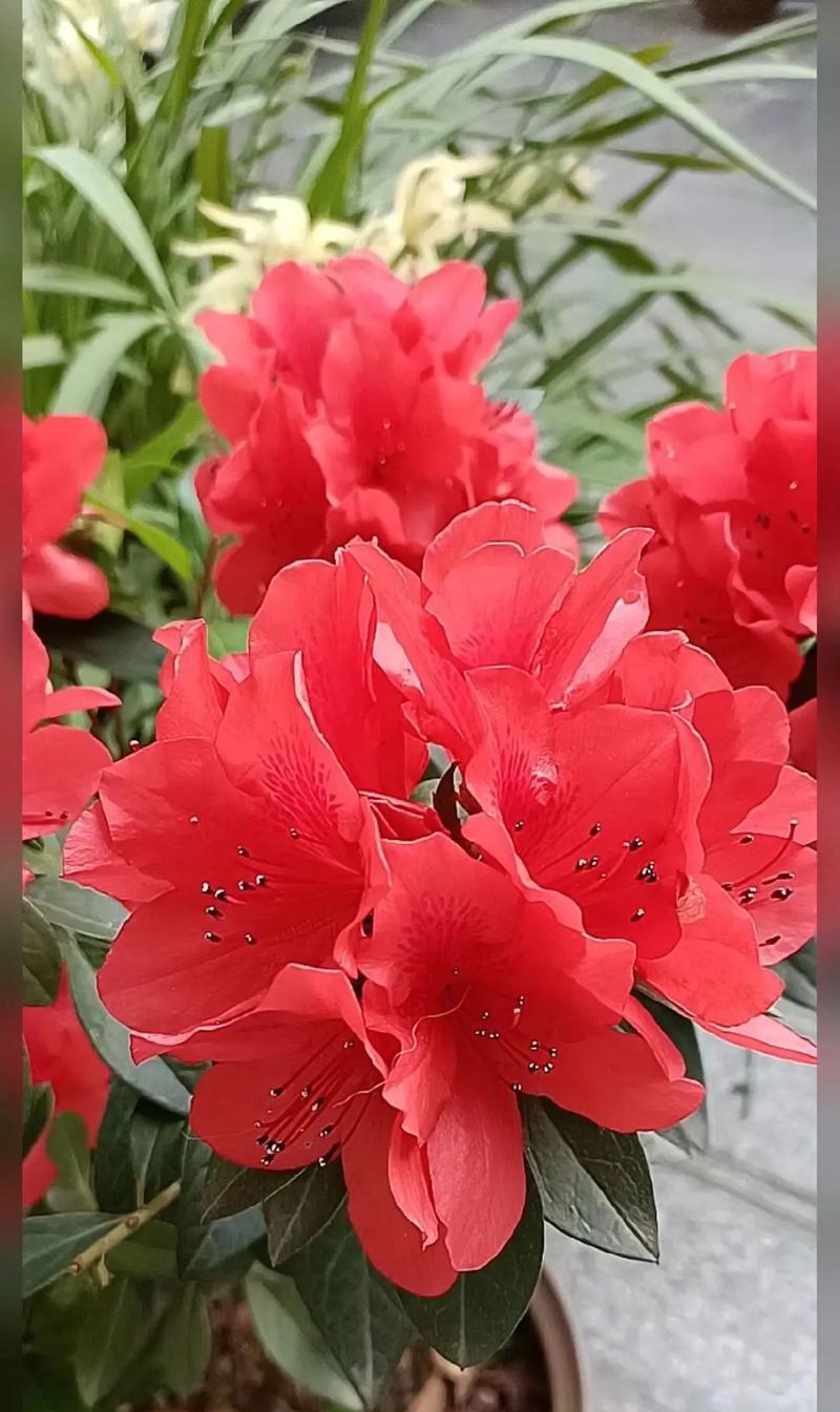 杜鹃花的花语有哪些含义？