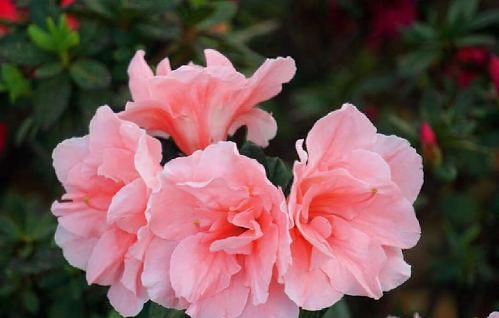 杜鹃花的花语有哪些含义？