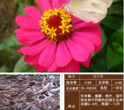 百日草摘心的最佳时机是什么时候？