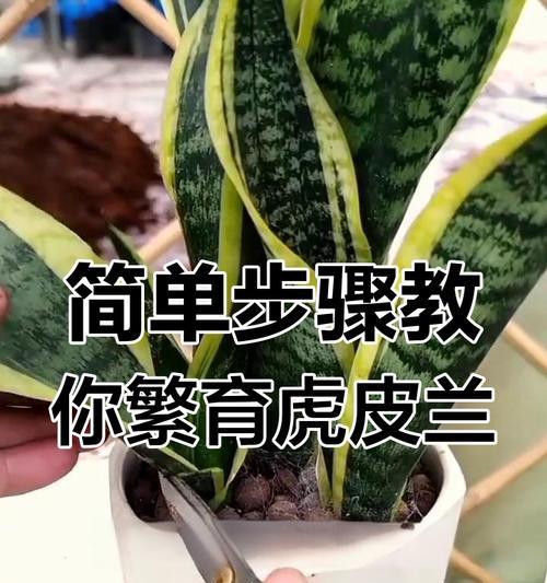 虎尾兰繁殖方法和注意事项是什么？