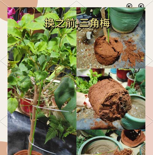 菊花换盆的最佳时机和步骤是什么？
