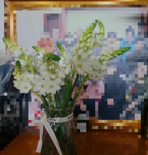 雀梅施肥的正确方法和注意事项有哪些？