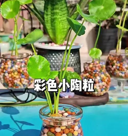 陶粒适合养什么花？使用陶粒的优势有哪些？
