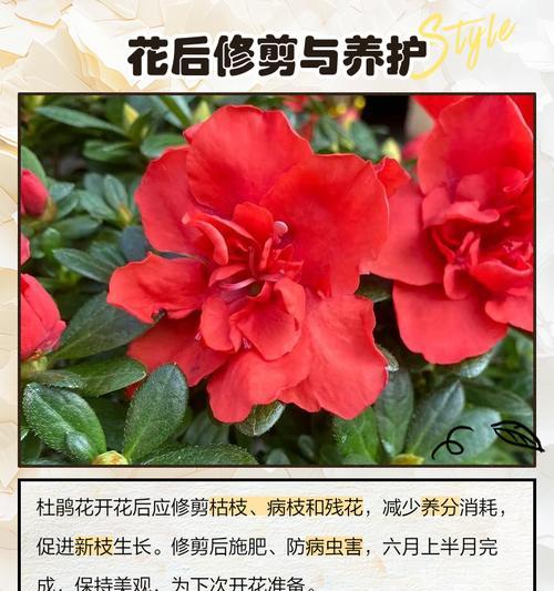 杜鹃花修剪方法有哪些？