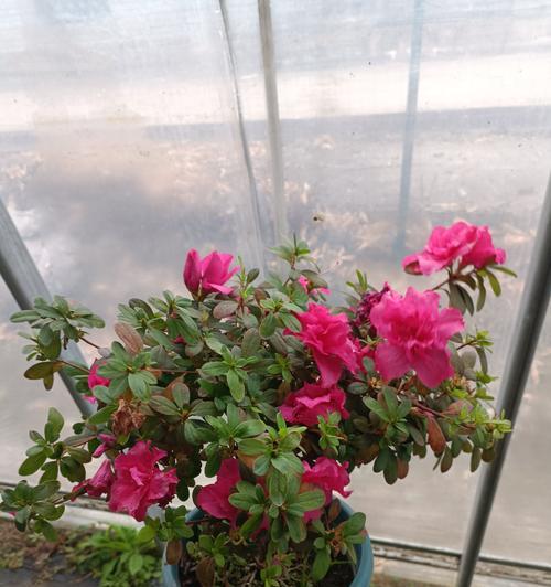 杜鹃花修剪方法有哪些？