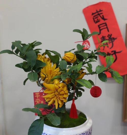 佛手盆景养殖需要注意什么？