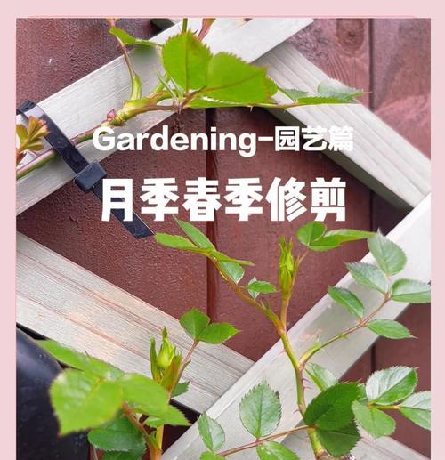 盆栽月季修剪技巧有哪些？