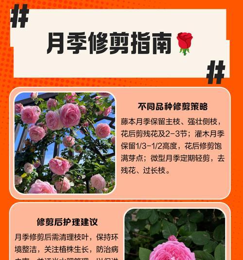 盆栽月季修剪技巧有哪些？