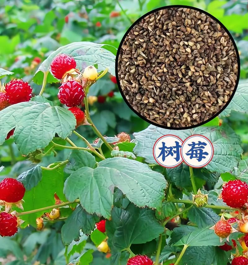 春季播种指南：哪些种子最适合春天种植？