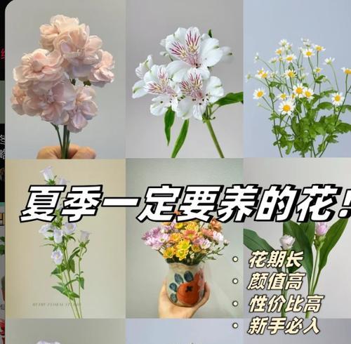 水养花有哪些技巧？水养花的常见问题有哪些？
