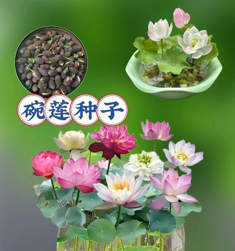 水养花有哪些技巧？水养花的常见问题有哪些？