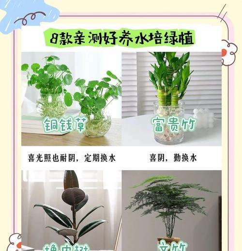 水养花有哪些技巧？水养花的常见问题有哪些？