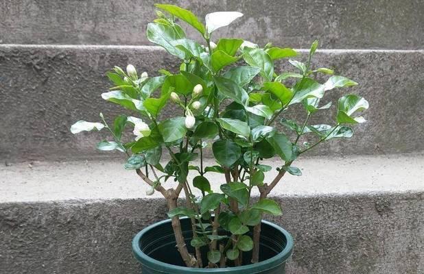 茉莉鲜花的正确养护方法是什么？
