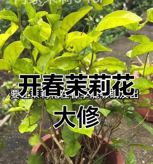 茉莉鲜花的正确养护方法是什么？