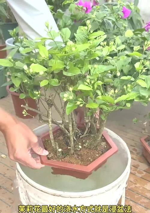 茉莉鲜花的正确养护方法是什么？
