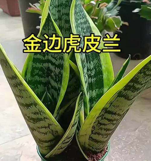 金虎的养护方法是什么？如何让金虎长得更茂盛？