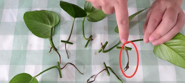 绿萝插枝怎样才能更美观？有哪些插枝技巧？