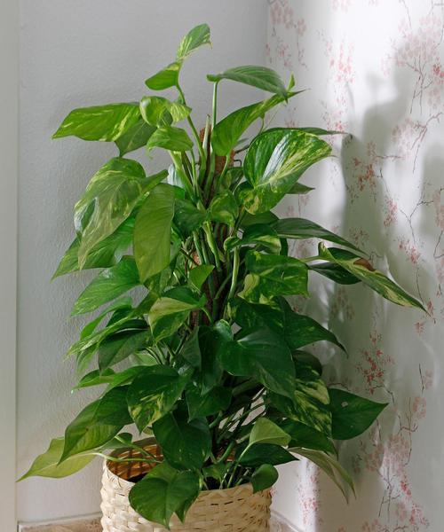 绿萝插枝怎样才能更美观？有哪些插枝技巧？