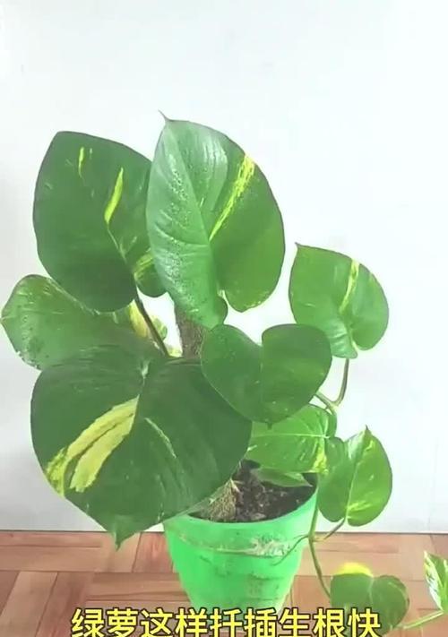 绿萝插枝怎样才能更美观？有哪些插枝技巧？