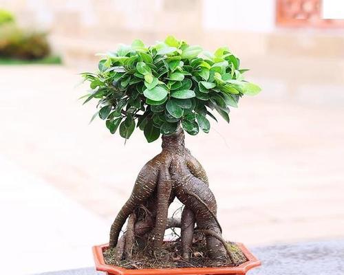 榕树的品种有哪些？它们的生长习性和养护技巧是什么？