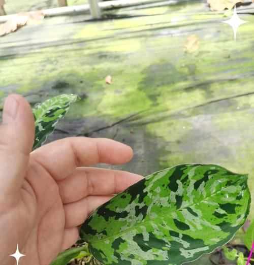 粗肋草的养殖技巧和注意事项是什么？