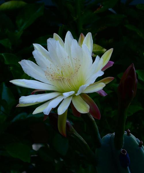 昙花浇水的正确频率是多少？