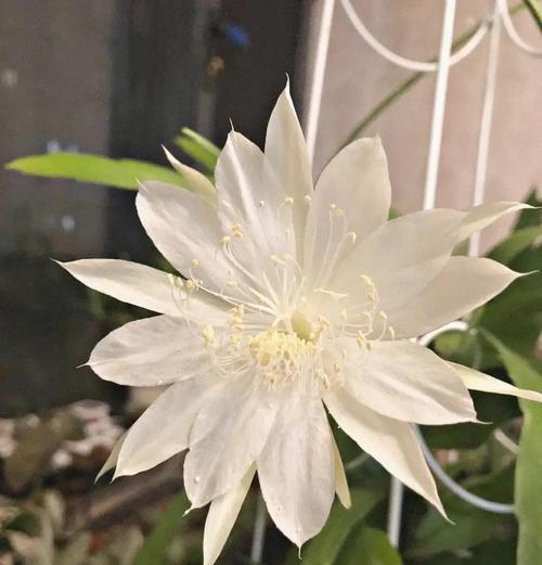 昙花浇水的正确频率是多少？