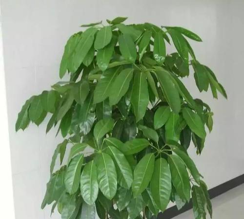 招财树的养殖技巧是什么？怎样才能养得茂盛？