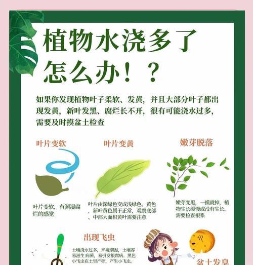 如何正确浇透植物的技巧和方法是什么？